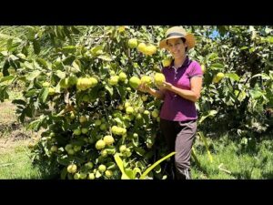 Aprenda a plantar e cultivar goiabas gigantes que produzem muitos frutos