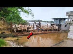 Levamos o gado para nossa fazenda de balsa no Rio Xingu - Confira o perrengue do início ao fim!